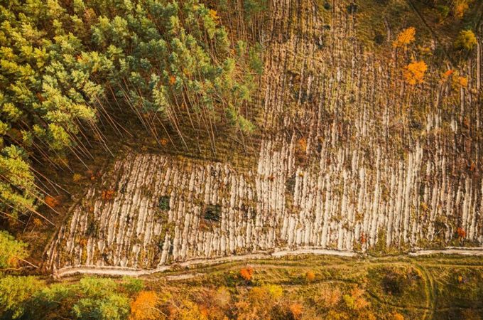 ЕП отложи Регламента за обезлесяване с една година