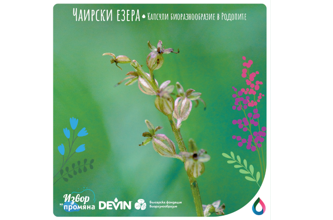 Успех за DEVIN и БФБ: рядка орхидея е знак за възстановяването на торфищата в Чаирските езера