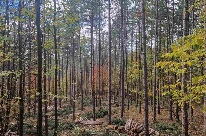 Добивът на дървесина през 2025 се очертава като рекордно слаб