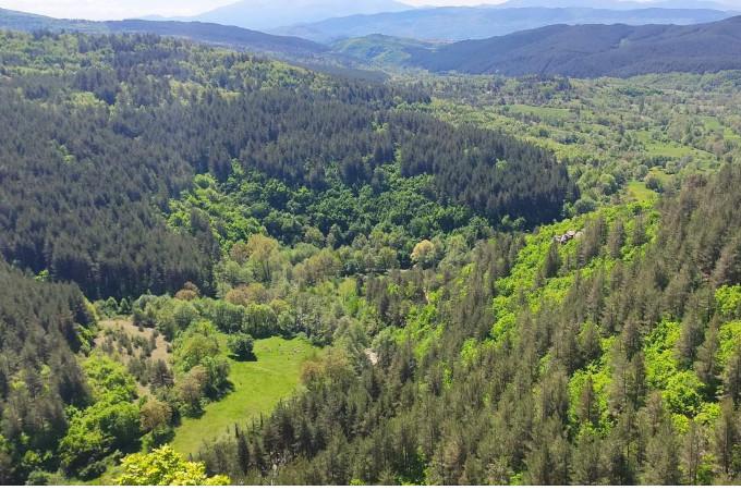 България отбелязва Международния ден на горите с увеличен запас