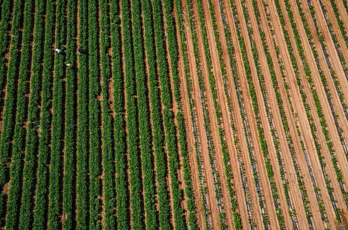 Боян Рашев: Цените на петрола остават високи заради нуждата от запълване на резерви