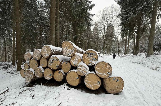 Запасът на горите у нас се е увеличил с 4,5% за последните 5 г.