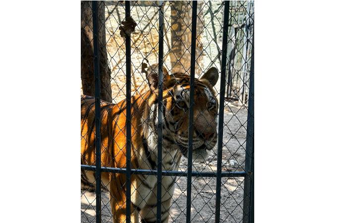 Неприемливи условия на живот в Зоокът „Кенана“, Хасково, регистрират от НПО Animals Angels