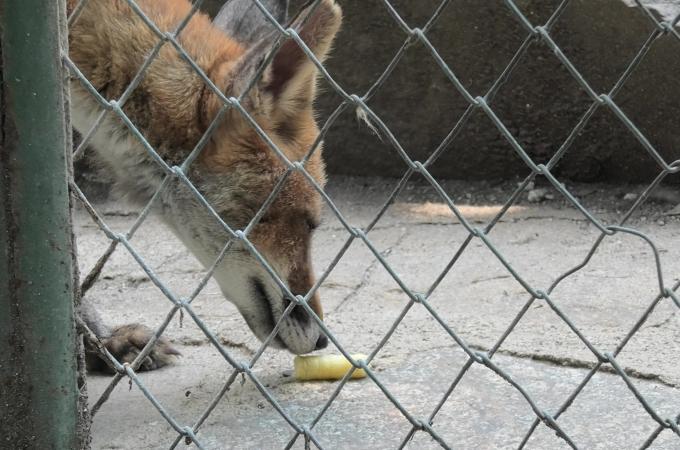Неприемливи условия на живот в Зоокът „Кенана“, Хасково, регистрират от НПО Animals Angels